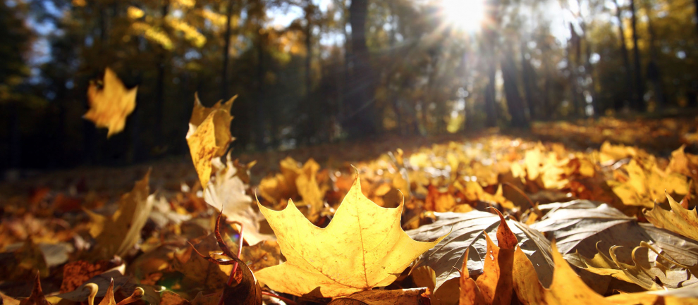 Tuinverlichting; zo maakt u uw tuin klaar voor de winter